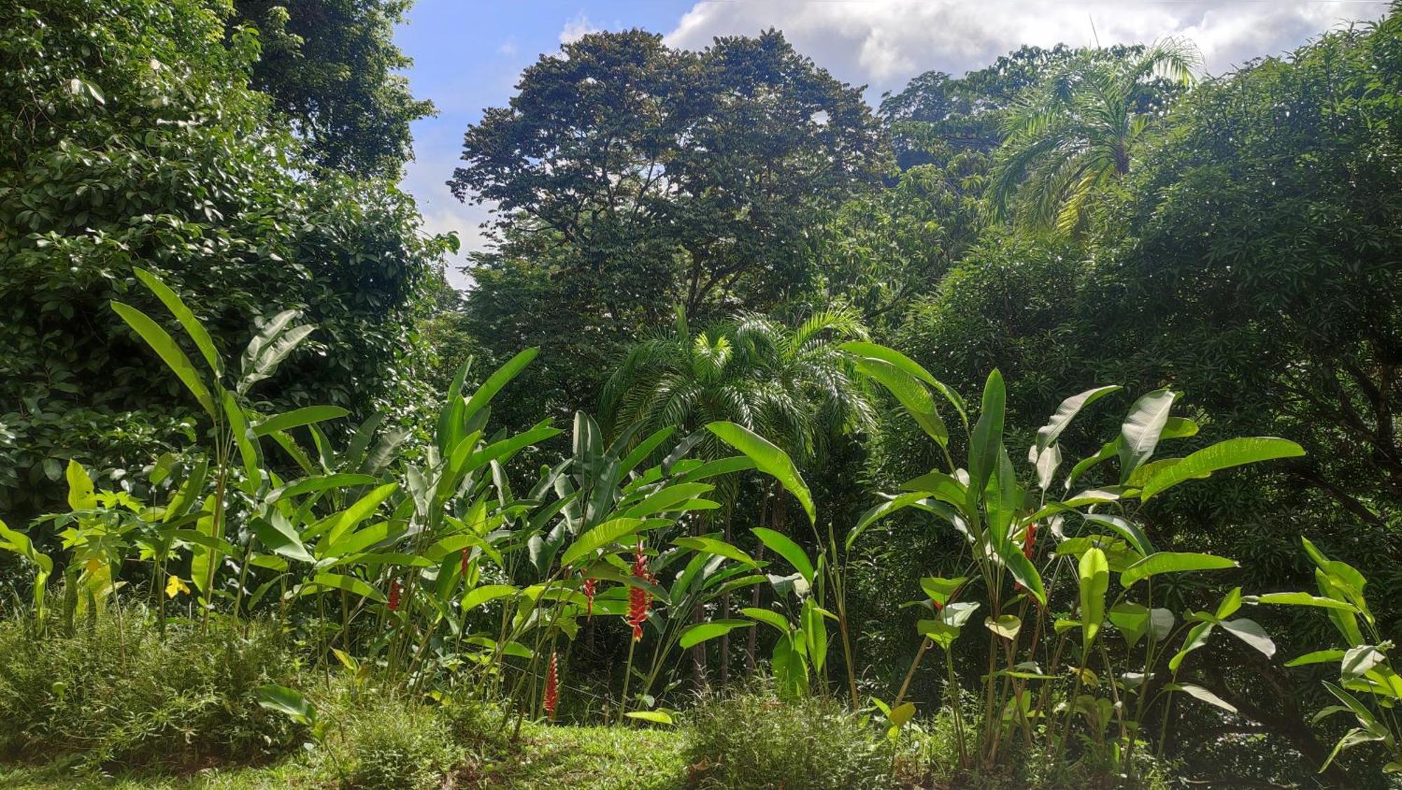 Rio Tico Safari Lodge Punta Mala Екстер'єр фото